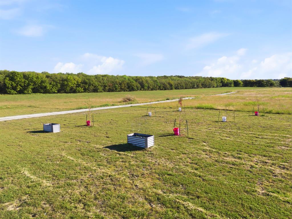Newly planted fruit trees