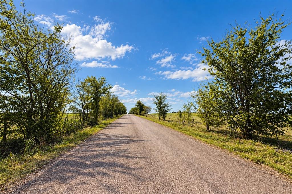 Paved access road lined with mature trees and expansive open acreage