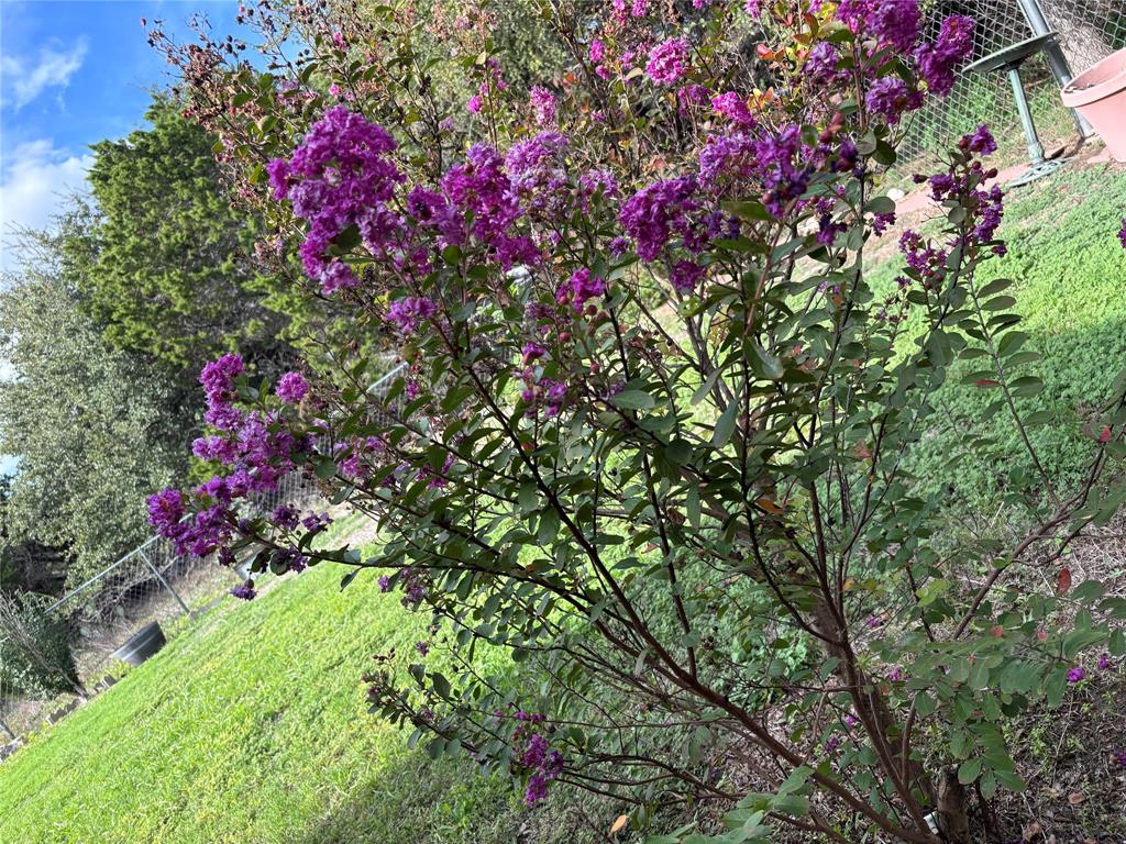 Landscaped backyard featuring a mature crape myrtle, manicured lawn, and chain-link fencing