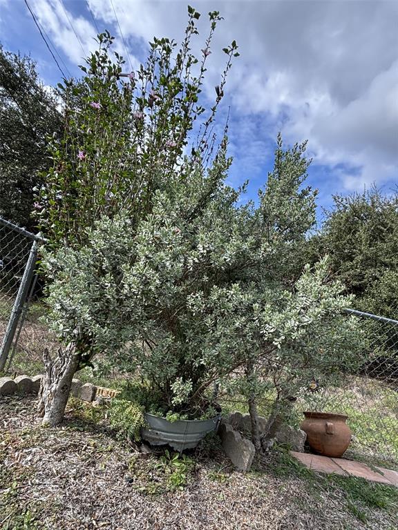 Mature evergreen shrubbery with silver-toned foliage, decorative metal basin planter, and scalloped stone edging