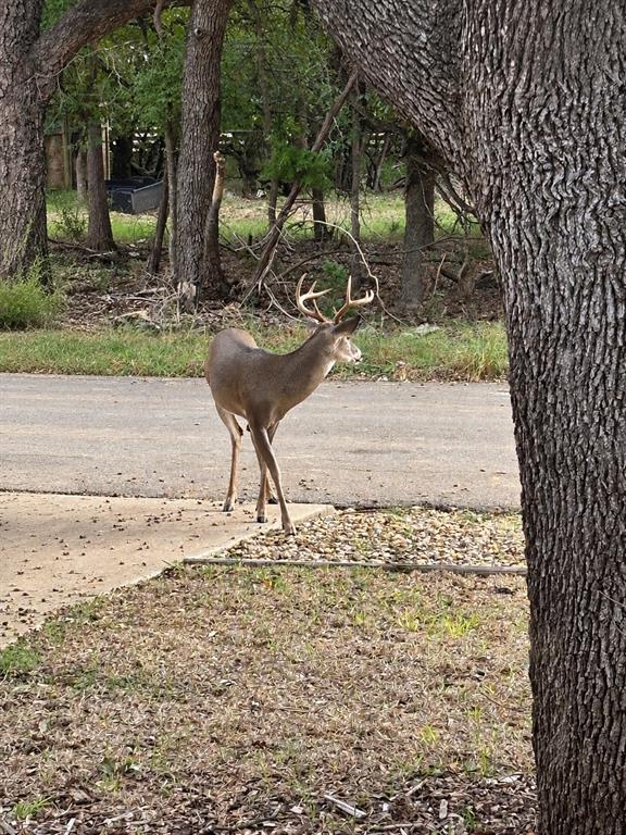 Frontyard view of wildlife