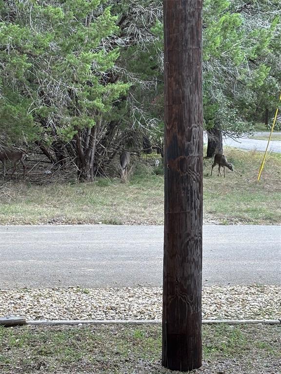 Frontyard view of wildlife