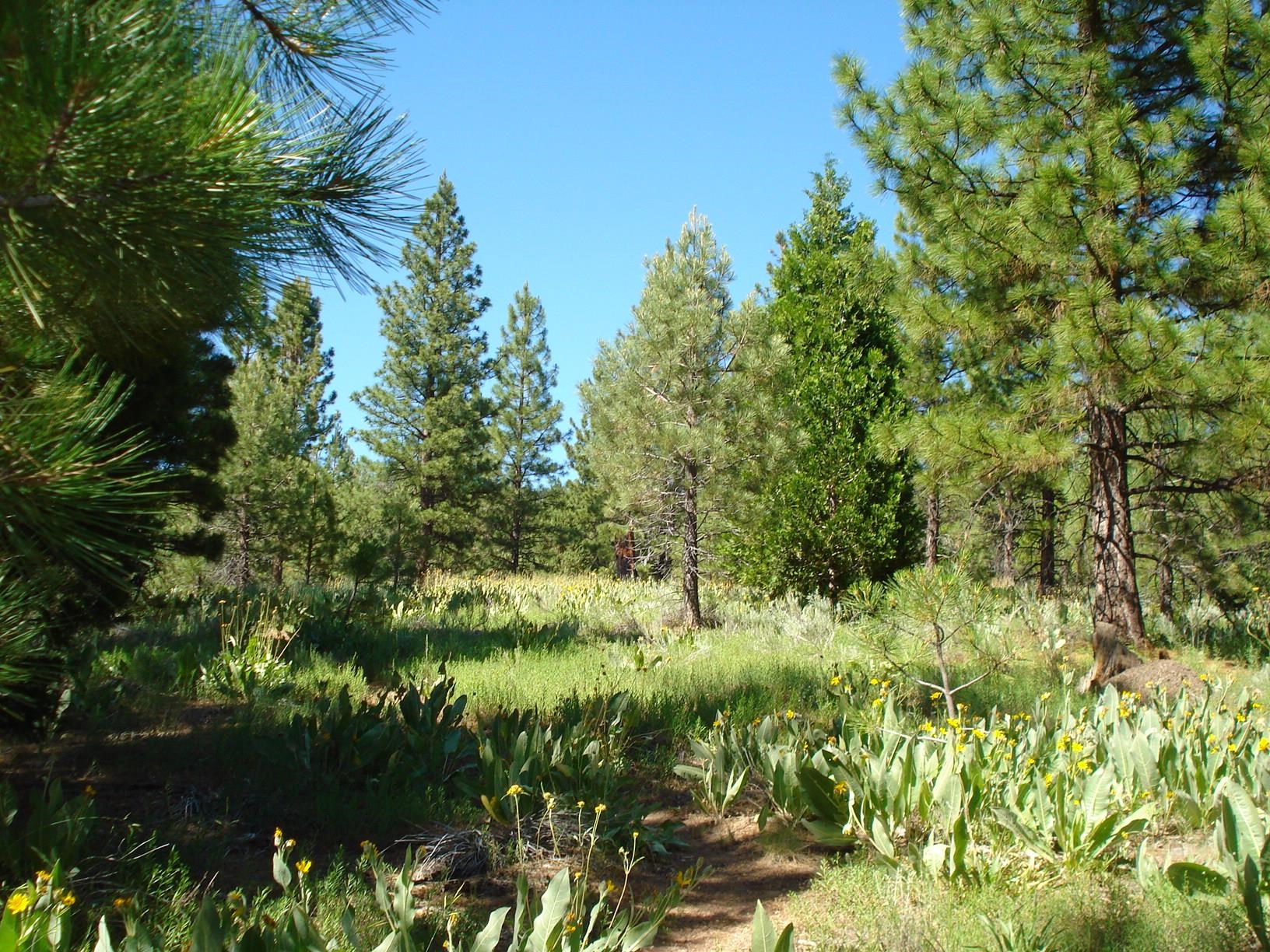 288 Arrowleaf Road, Portola, CA 96122 | MLS # 2600094