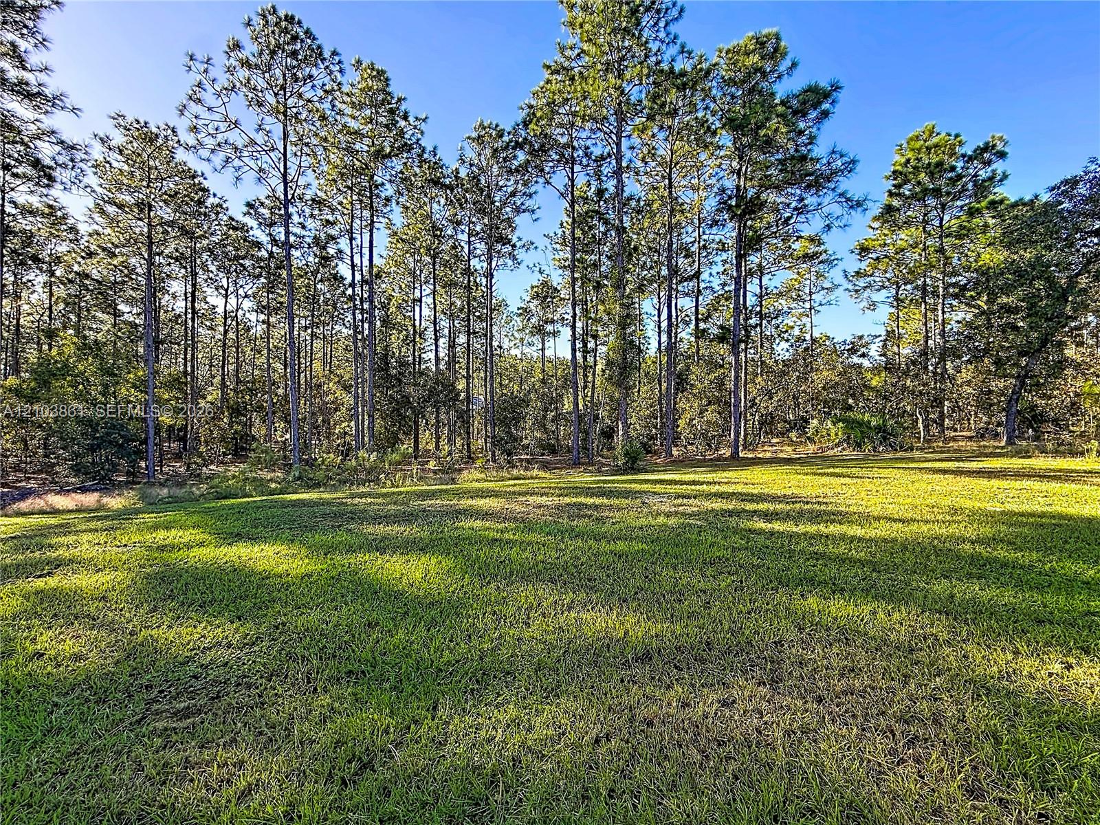 Expansive lot featuring cleared green space and mature pine trees