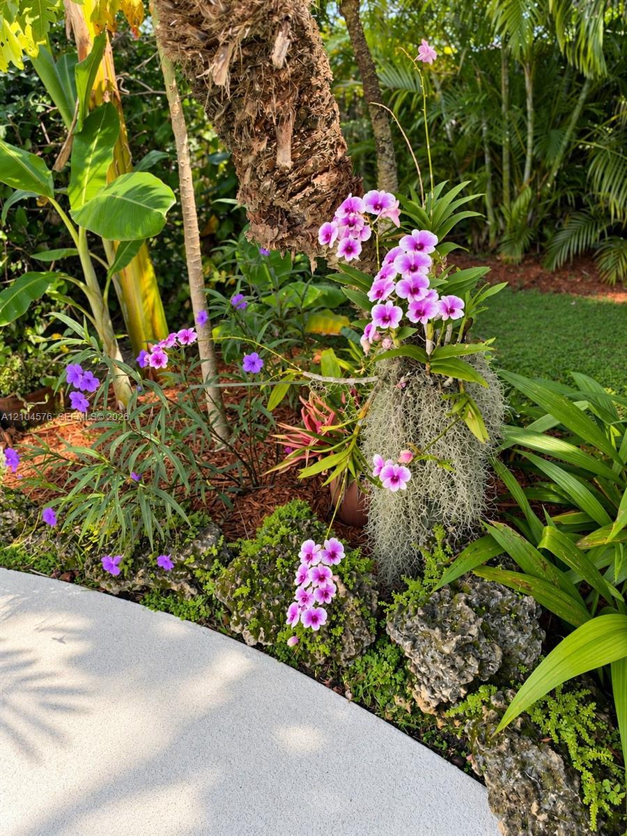 Landscaped garden featuring mature palm trees, flowering orchids, natural stone borders, and concrete walkway