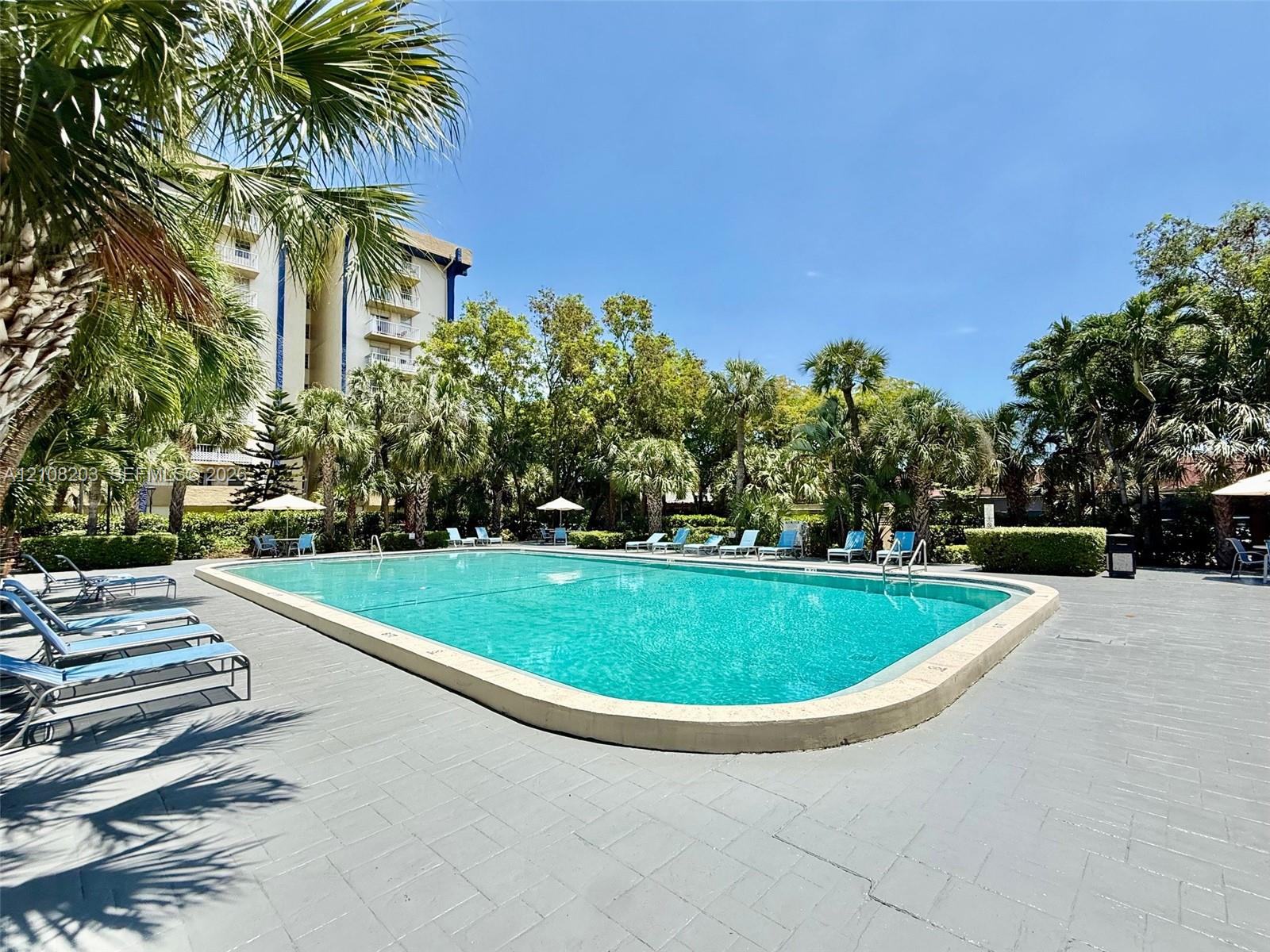 In-ground swimming pool featuring a concrete surround, palm tree landscaping, and perimeter privacy hedges
