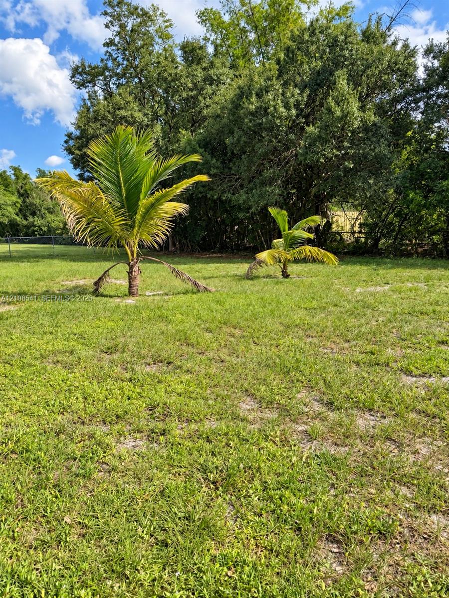 Expansive grassy backyard featuring mature perimeter trees and juvenile palm plantings