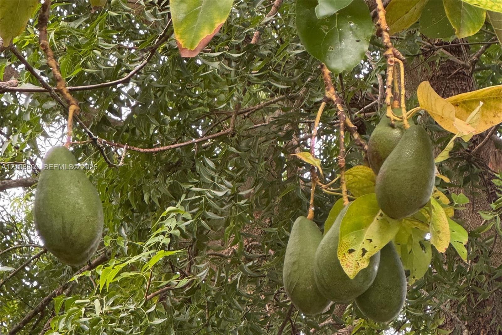 Mature avocado tree featuring dense foliage and fruit clusters