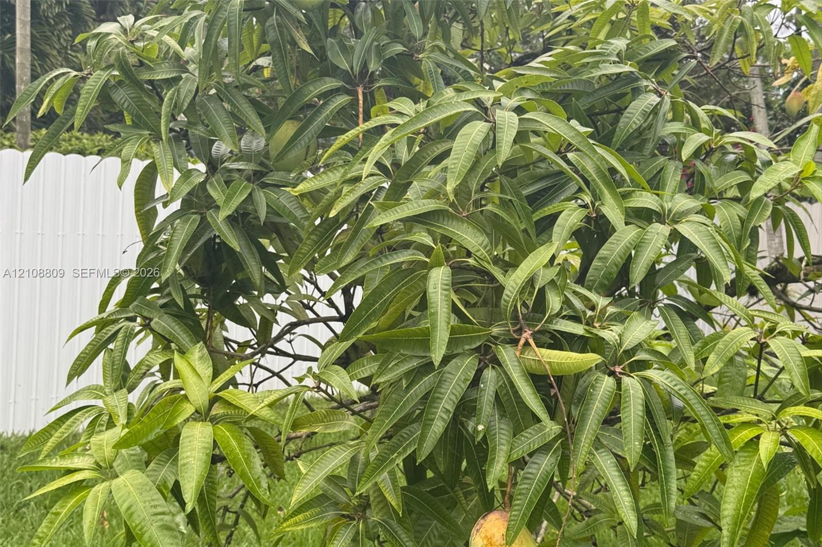 Mature fruit tree set against a white vinyl perimeter fence
