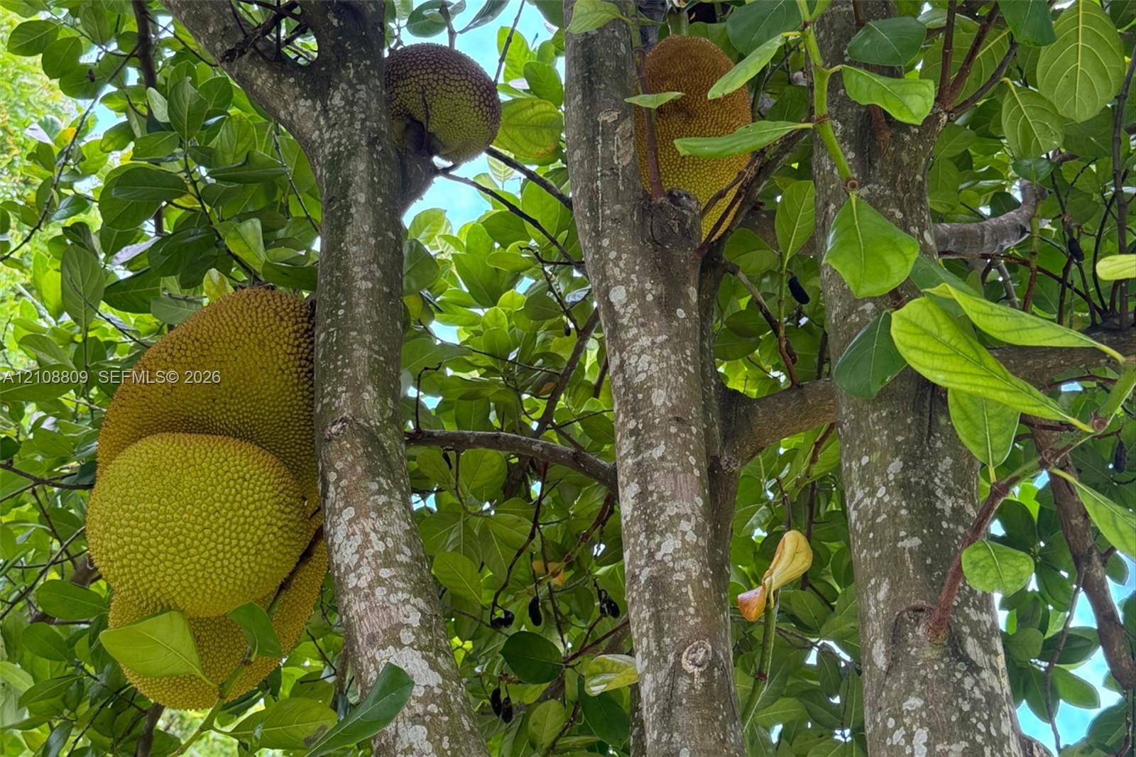 Mature fruit-bearing jackfruit tree with dense green foliage and textured bark