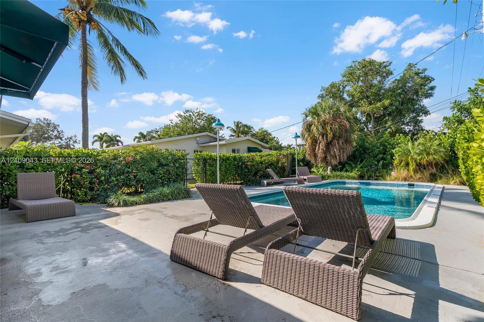 Backyard area featuring an in-ground swimming pool, concrete patio, perimeter privacy hedge, and mature palm trees