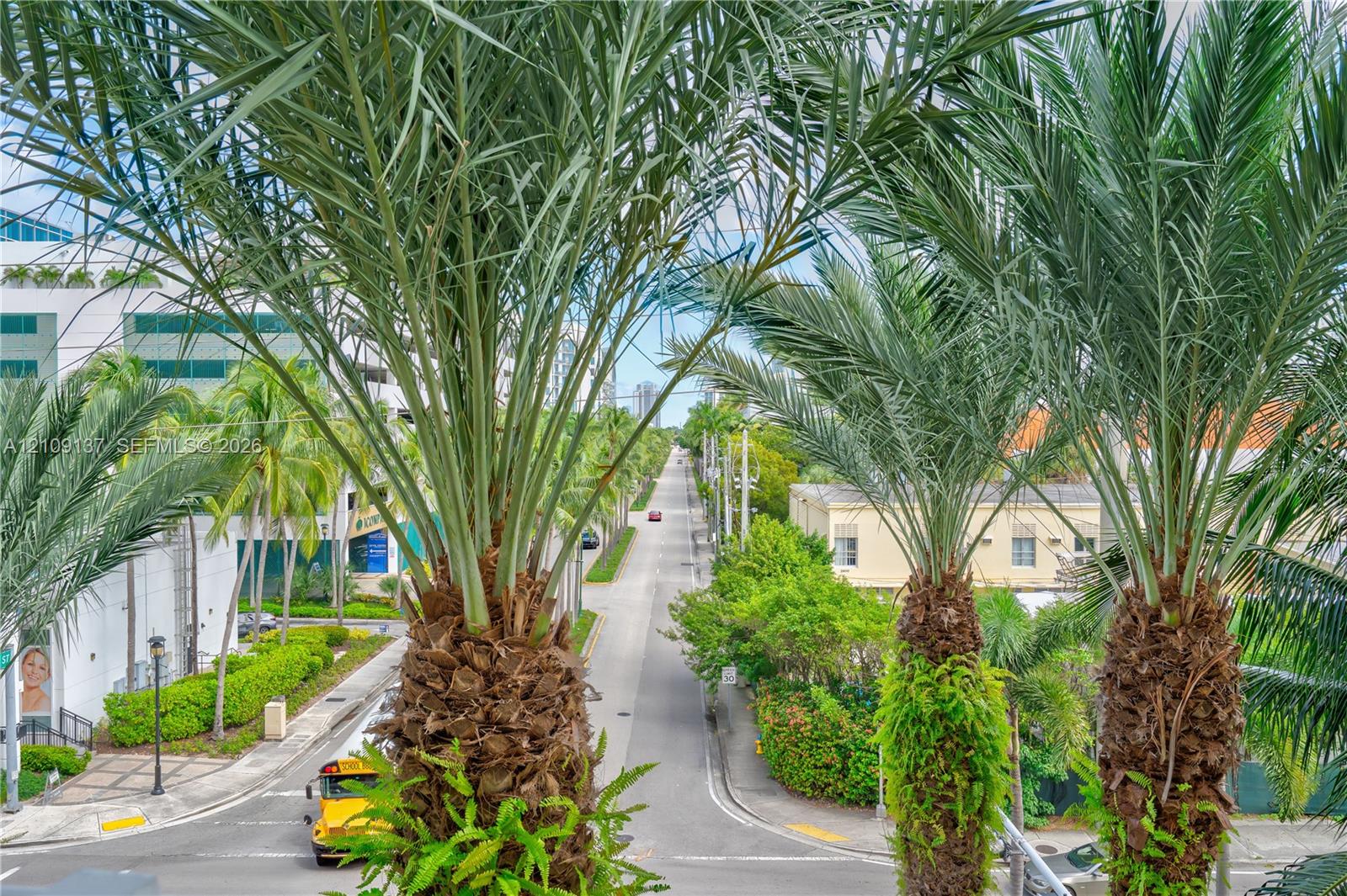 Mature palm trees and urban streetscape with paved thoroughfare and manicured greenery