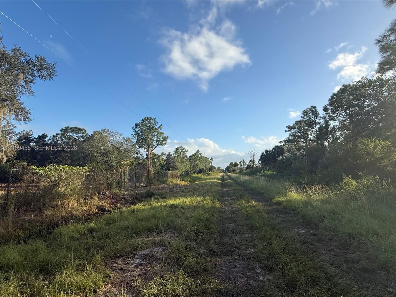 Expansive parcel featuring mature trees, diverse vegetation, and an unpaved access path