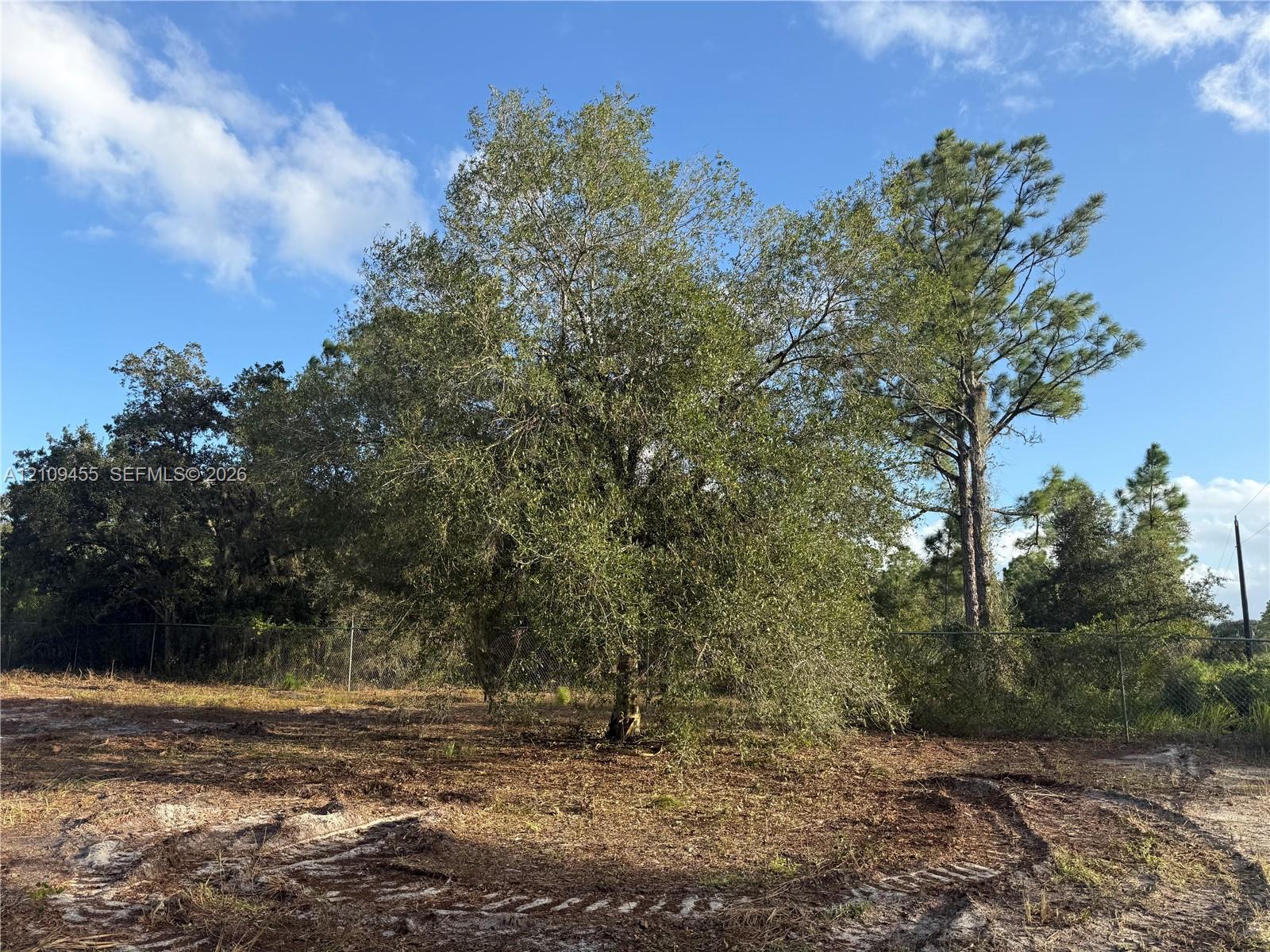 Expansive lot featuring mature hardwood and evergreen trees enclosed by chain-link fencing
