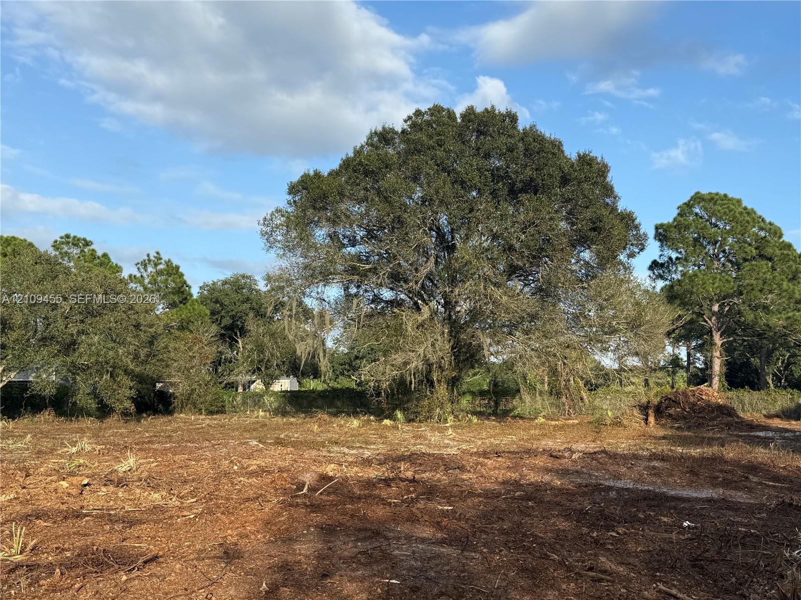 Cleared parcel of land featuring mature oak trees and native perimeter vegetation