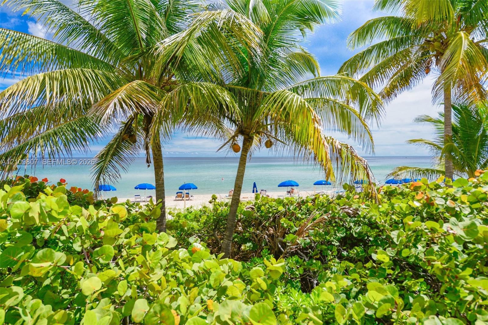 Coastal property featuring mature palm trees and lush, low-lying coastal vegetation