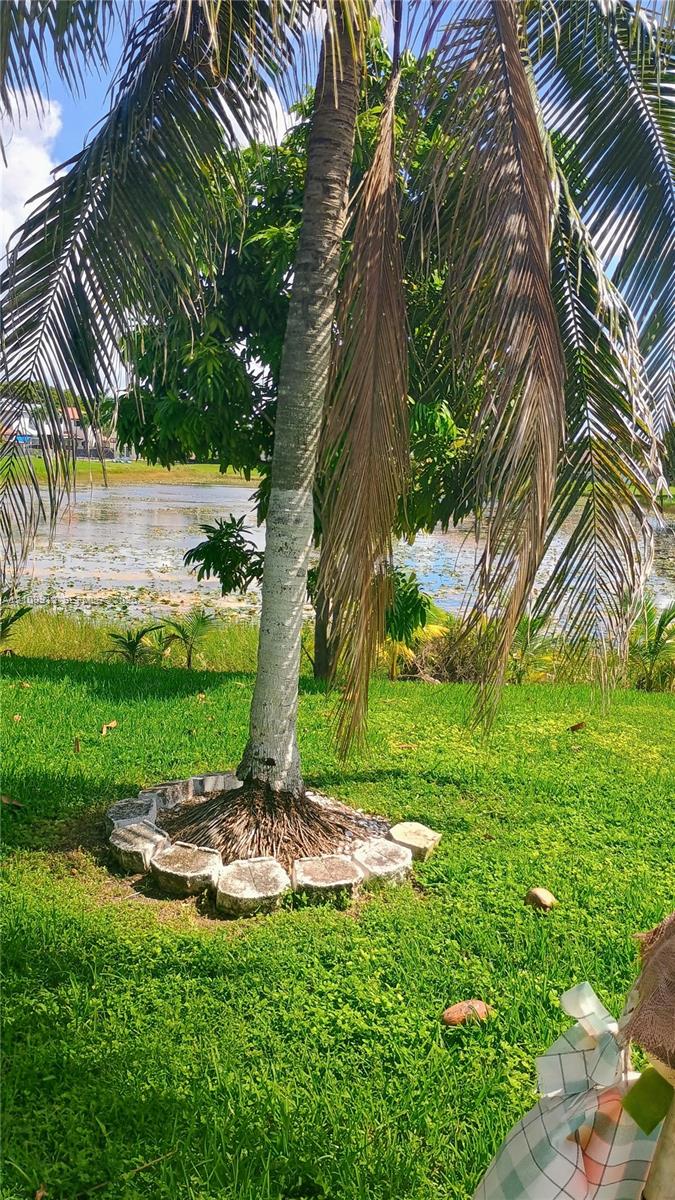 Landscaped grounds featuring a mature palm tree, stone hardscaping, and a pond