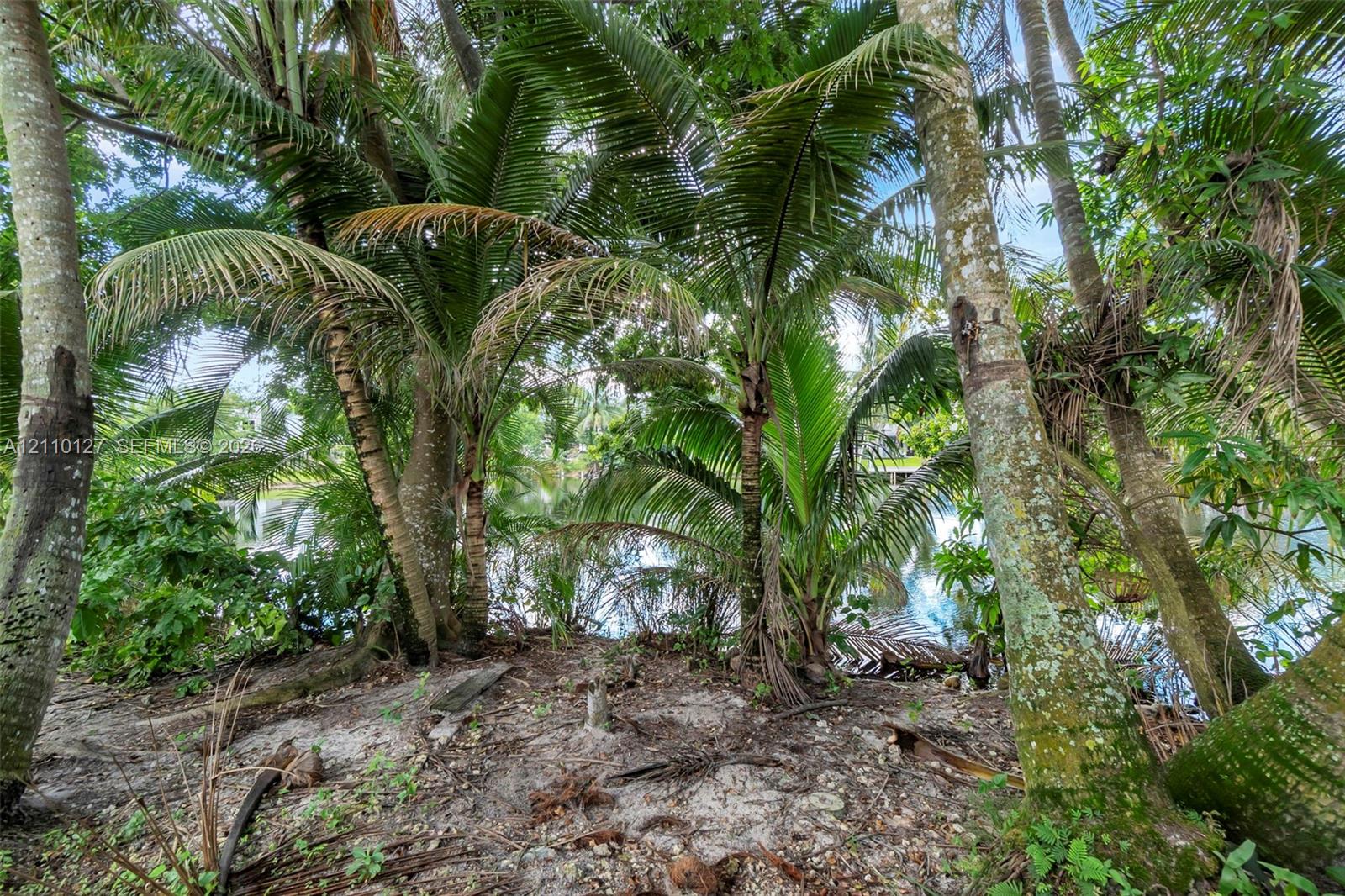Waterfront property featuring mature palm trees, dense tropical vegetation, and natural soil terrain