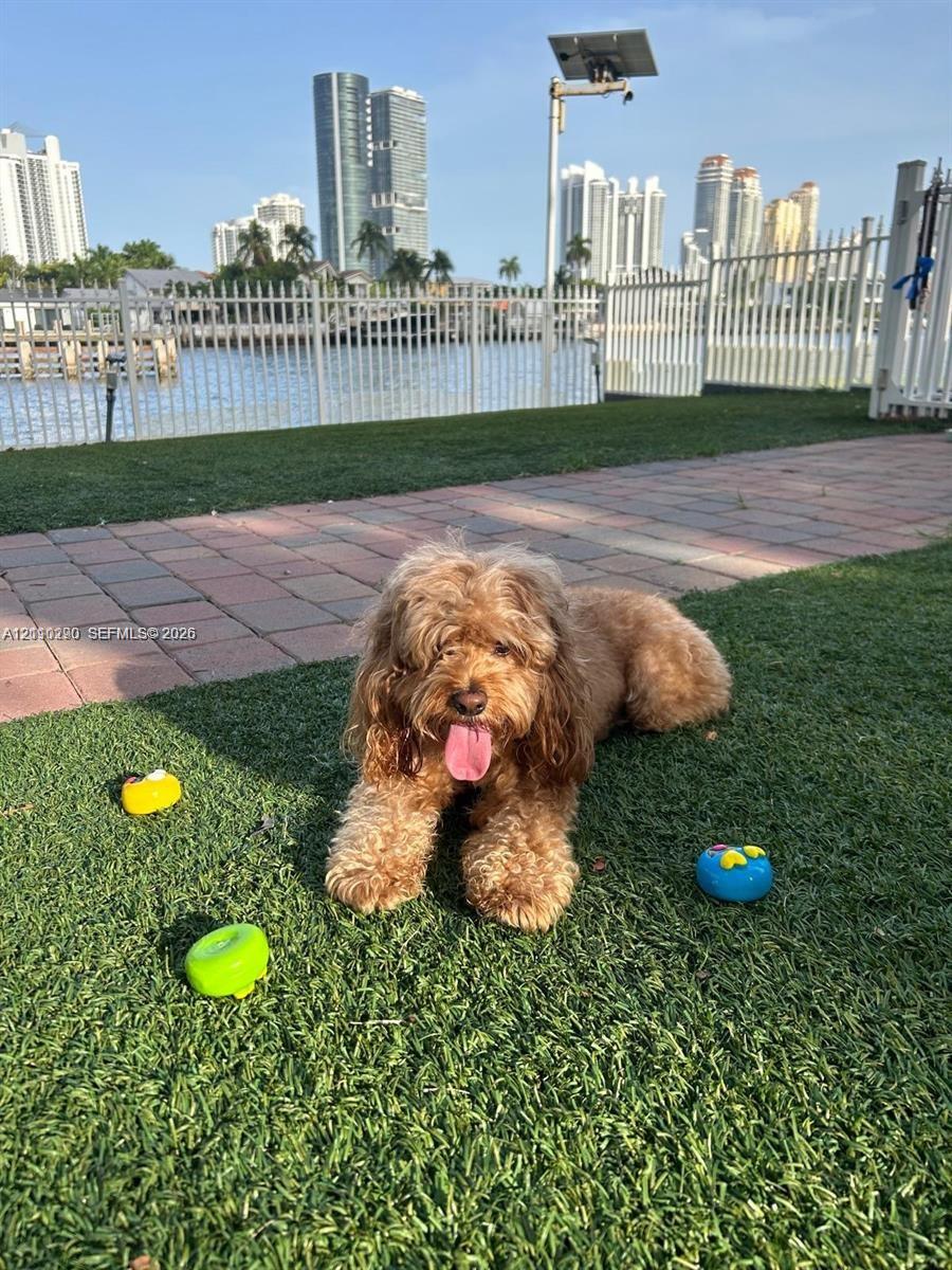 Mystic Pointe Is a Dog-Friendly Community Featuring a Dedicated Dog Park