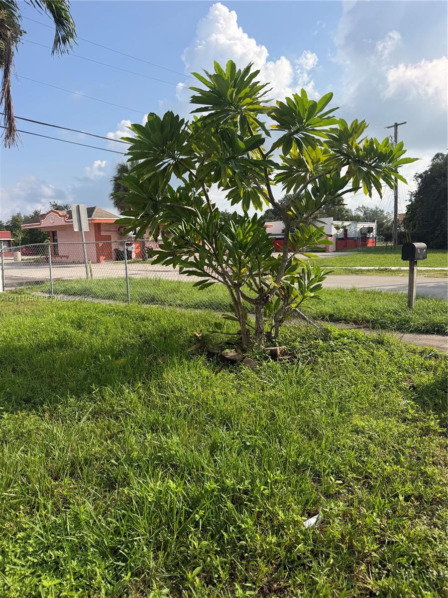 Front yard featuring a mature plumeria tree and grass lawn