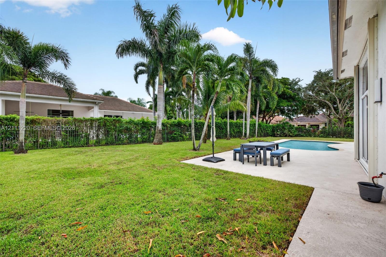 Backyard featuring a concrete patio, swimming pool, mature palm trees, and perimeter privacy hedges