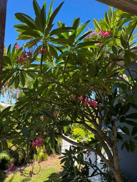 Mature flowering plumeria tree featuring lush foliage and pink blossoms