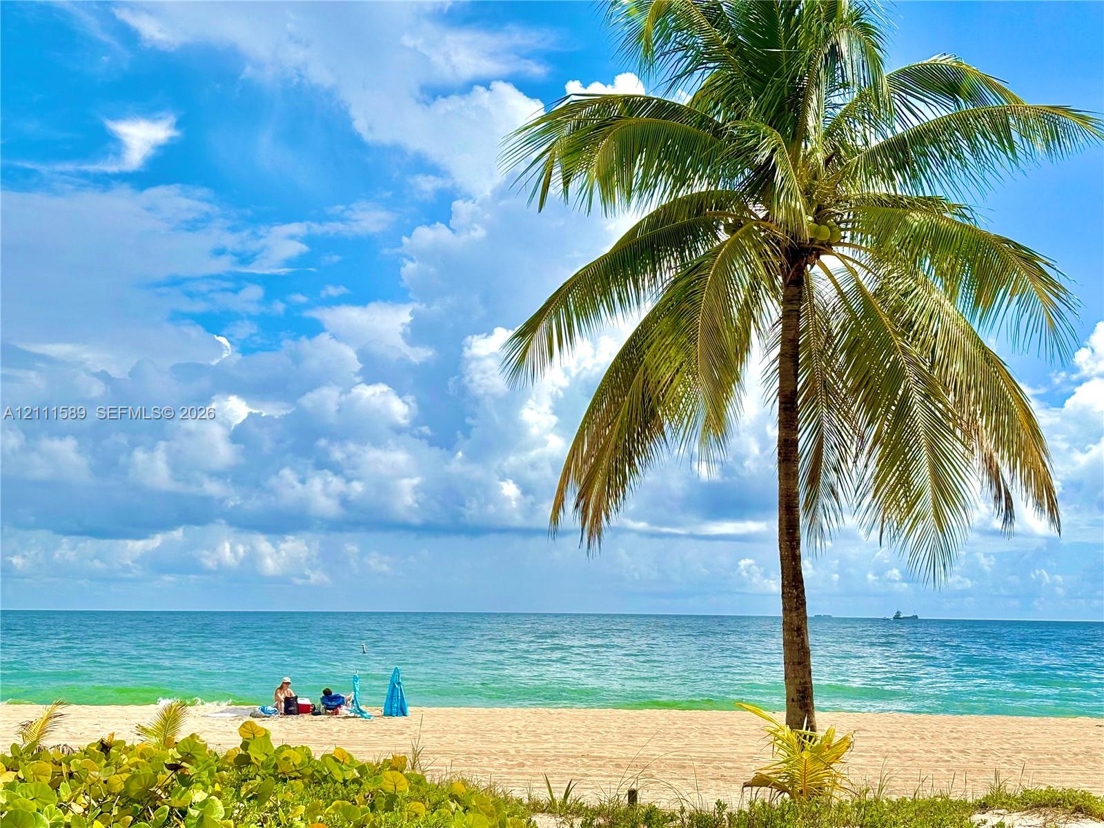 Sandy beachfront property featuring mature palm trees and coastal vegetation