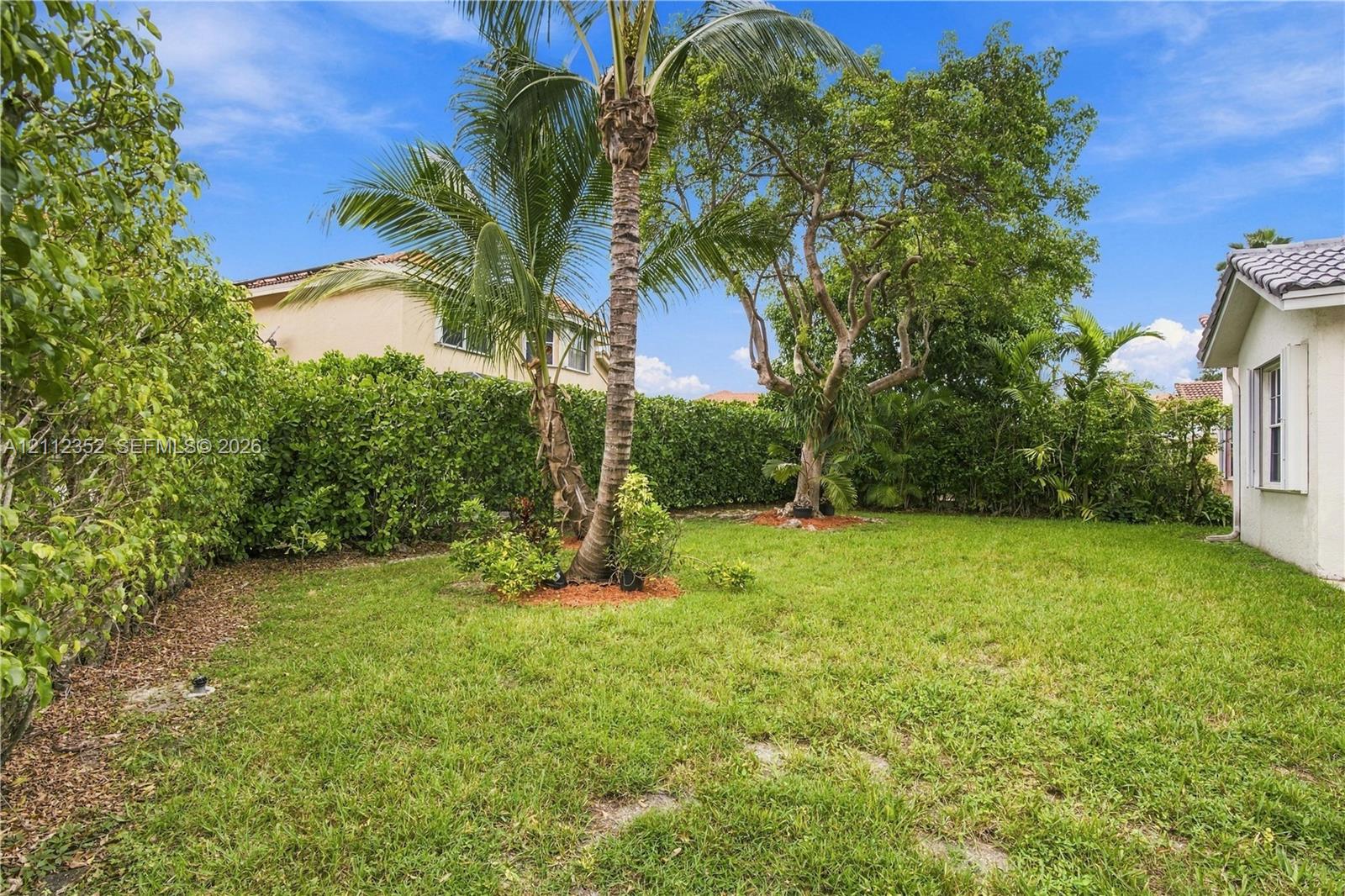 Backyard featuring a grass lawn, dense perimeter hedge, mature palm tree, and established shade trees