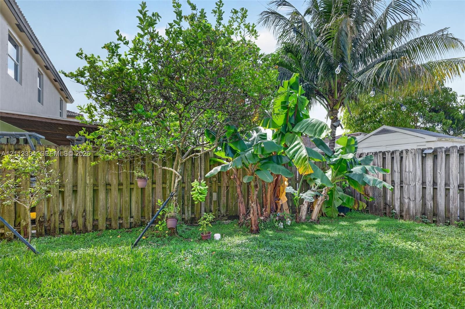 Fenced backyard featuring established fruit trees, banana plants, and a grass lawn
