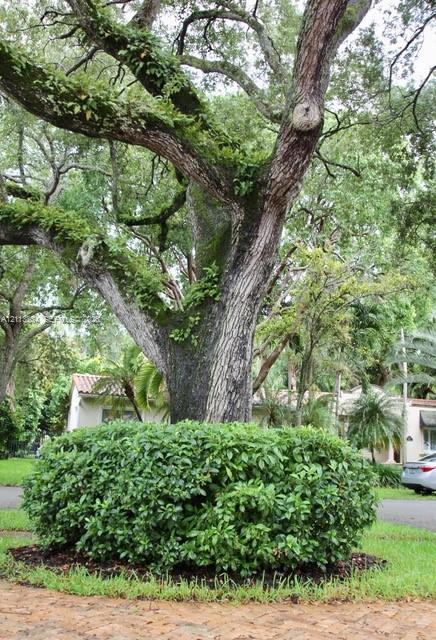 Mature oak tree with moss-covered branches, manicured shrubbery, and brick paver ground surface
