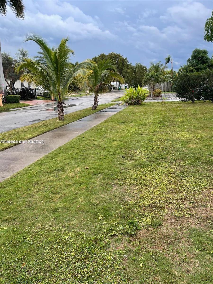 Expansive lawn area featuring mature palm trees and concrete sidewalk Expansive lawn area featuring mature palm trees and concrete sidewalk