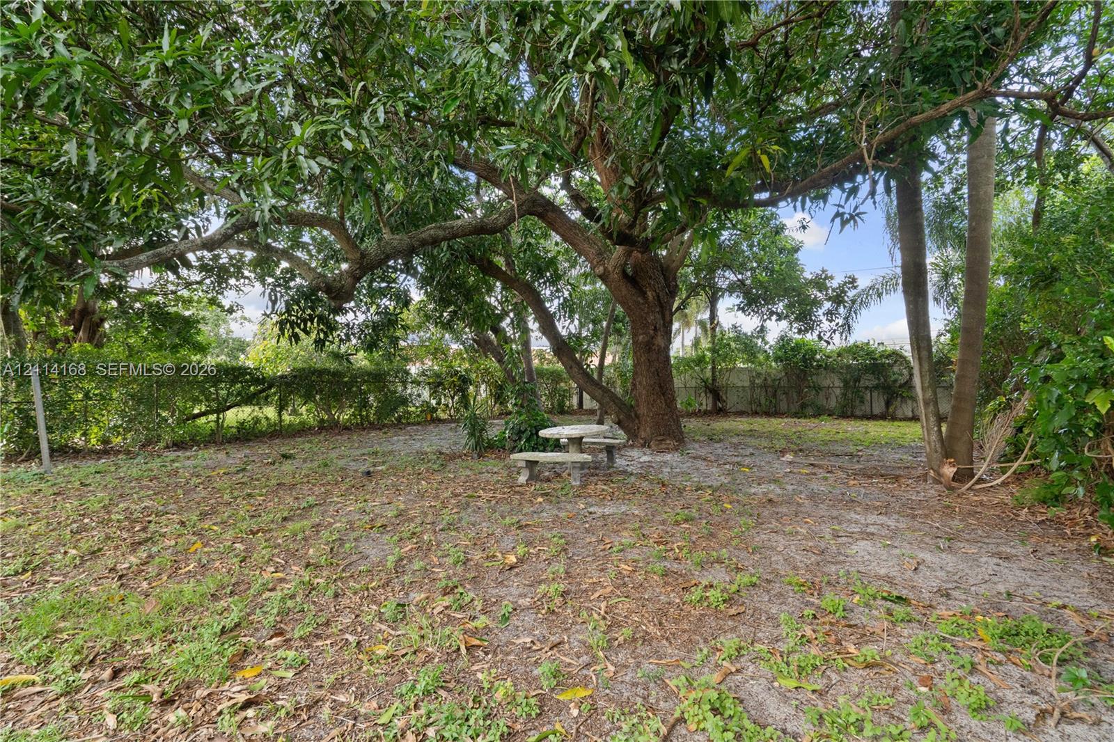 Rear grounds featuring a mature Avacado and Mango tree, perimeter hedging, and a stone-composite bench set