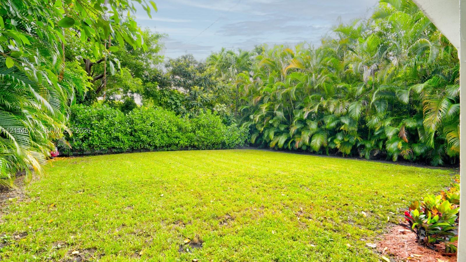 Backyard featuring a level lawn, mature perimeter palm trees, and dense shrubbery