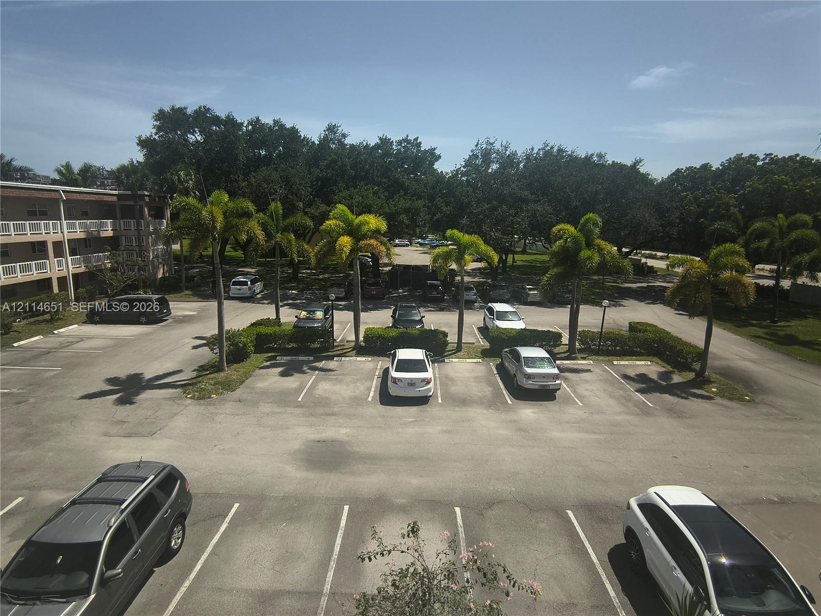 Paved surface parking area featuring perimeter landscaping, mature palm trees, and designated vehicle stalls