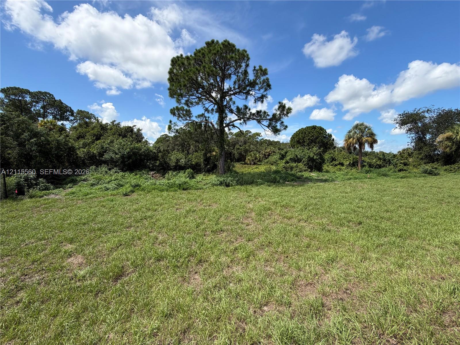 Expansive cleared lot featuring native grasses, mature pine trees, and established palm trees
