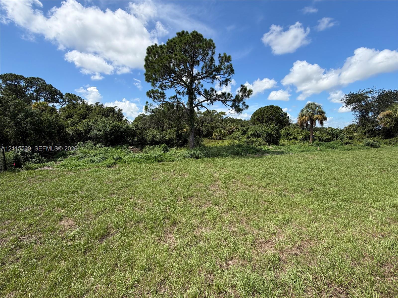 Expansive open lot featuring native grasses and mature specimen trees