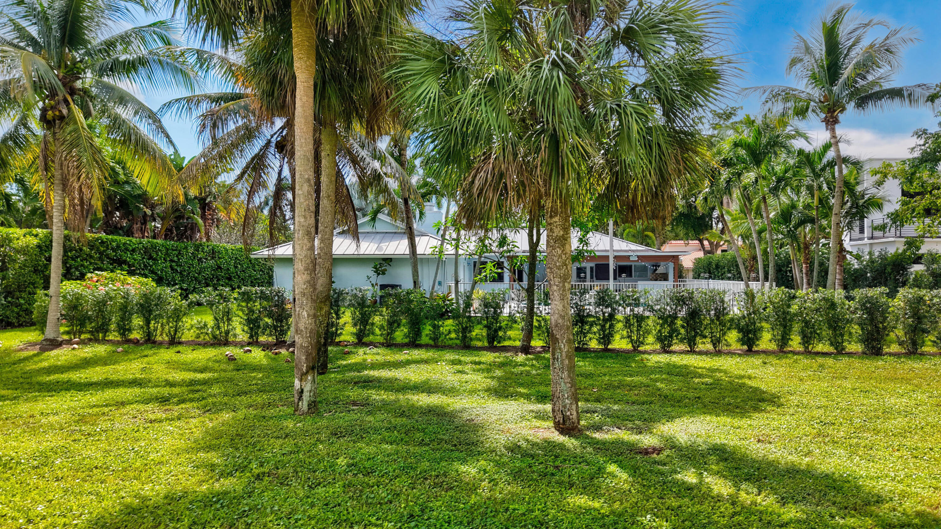 Expansive backyard featuring a lush grass lawn, mature palm trees, and dense perimeter hedge landscaping