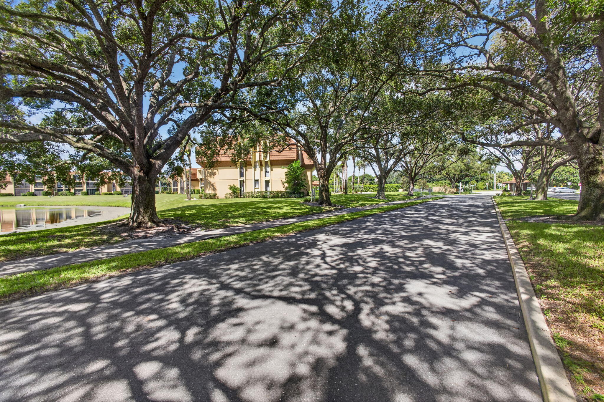 Tree-lined Streets