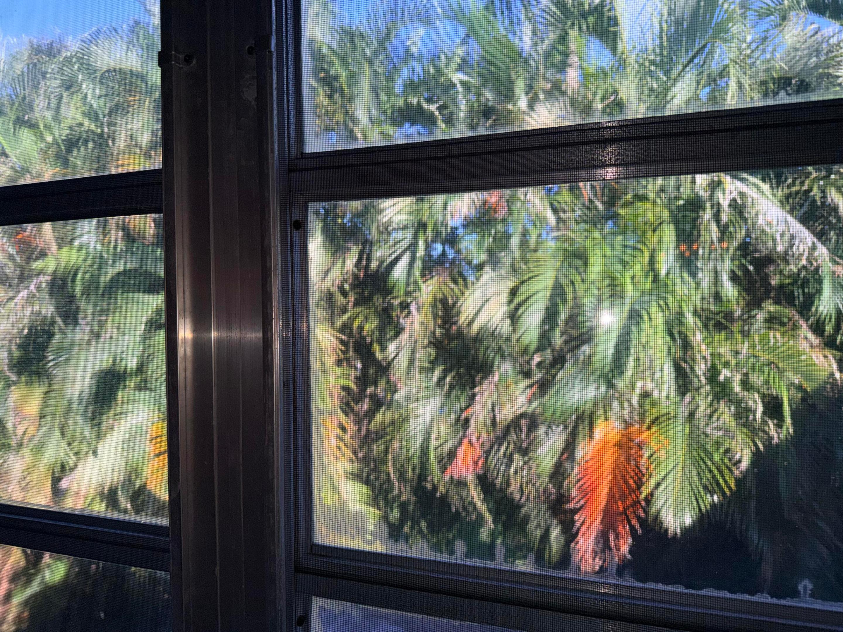 View out of living room windows