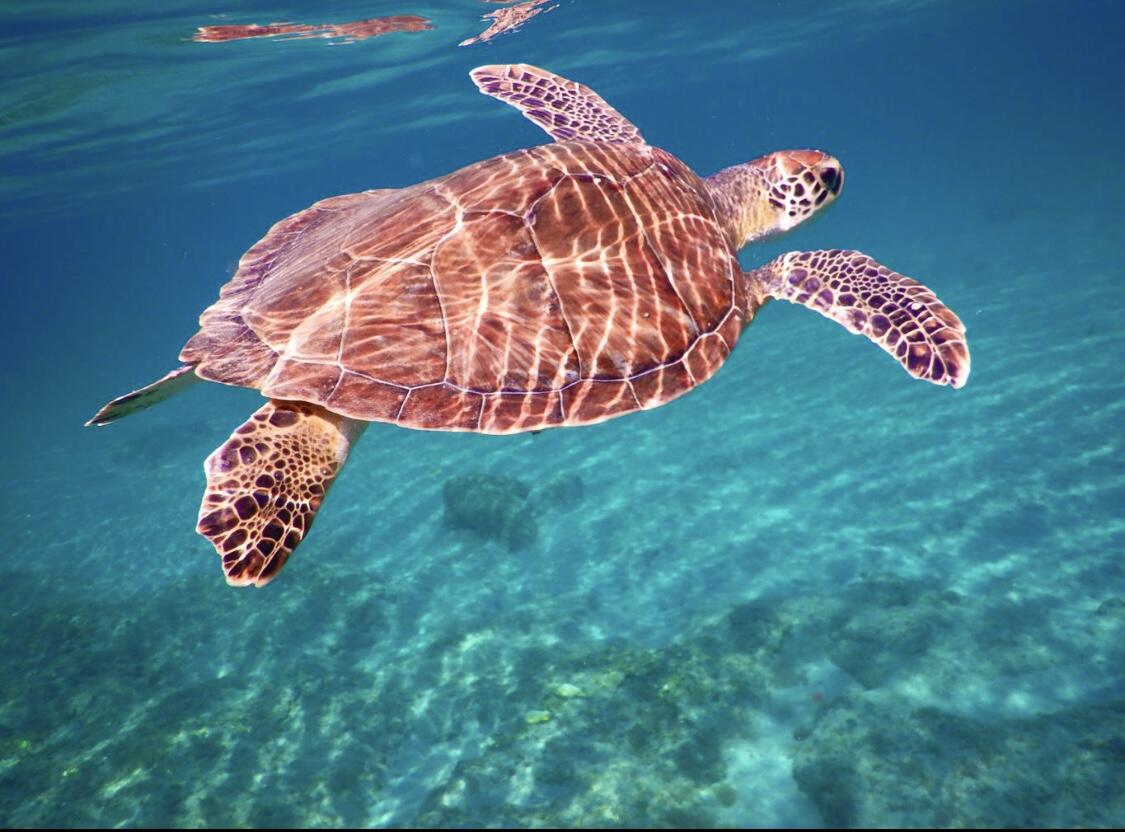 Swim with the turtles