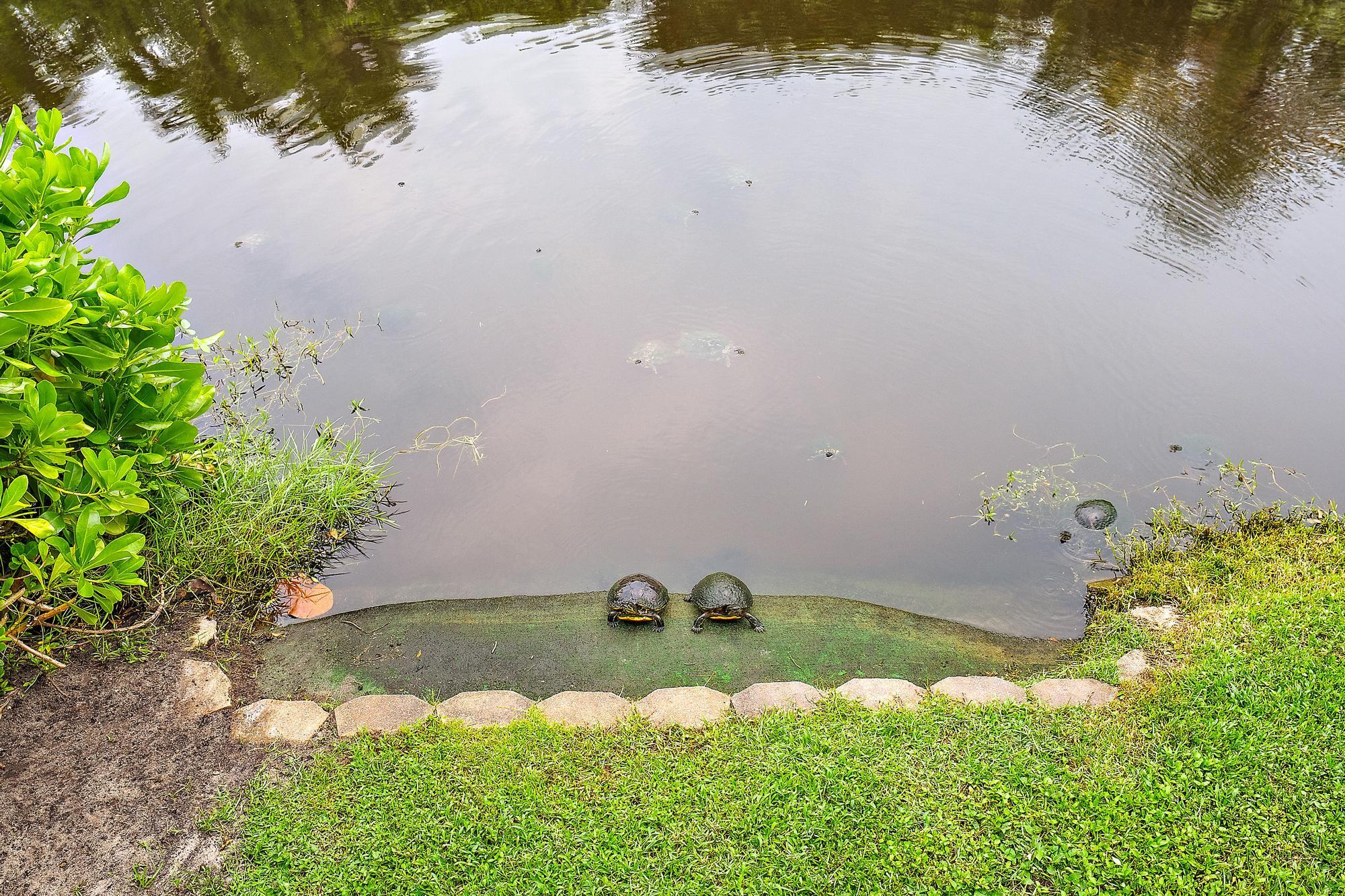Lagoon
