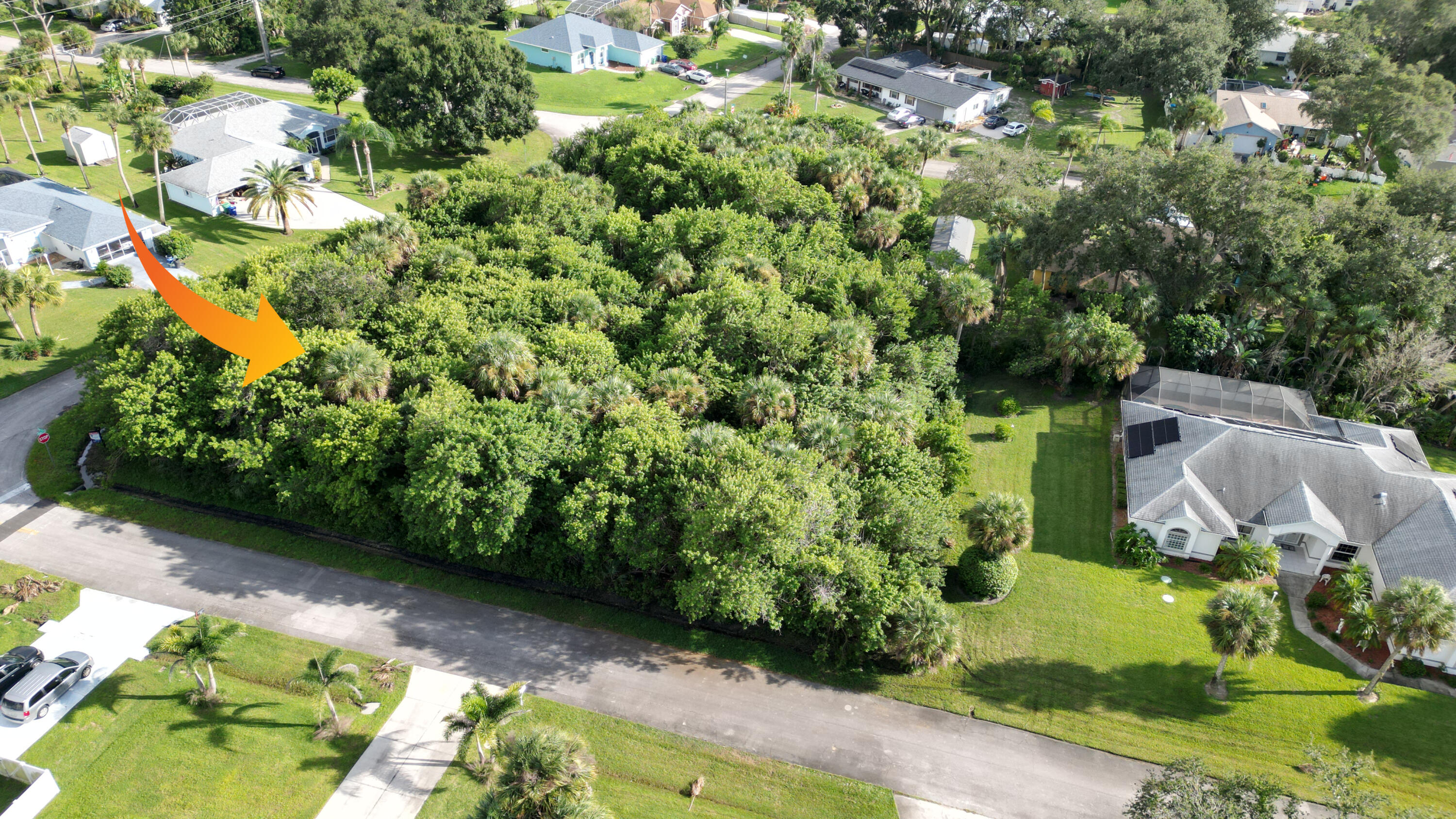 Vacant lot featuring dense mature vegetation, native palm trees, and direct street access