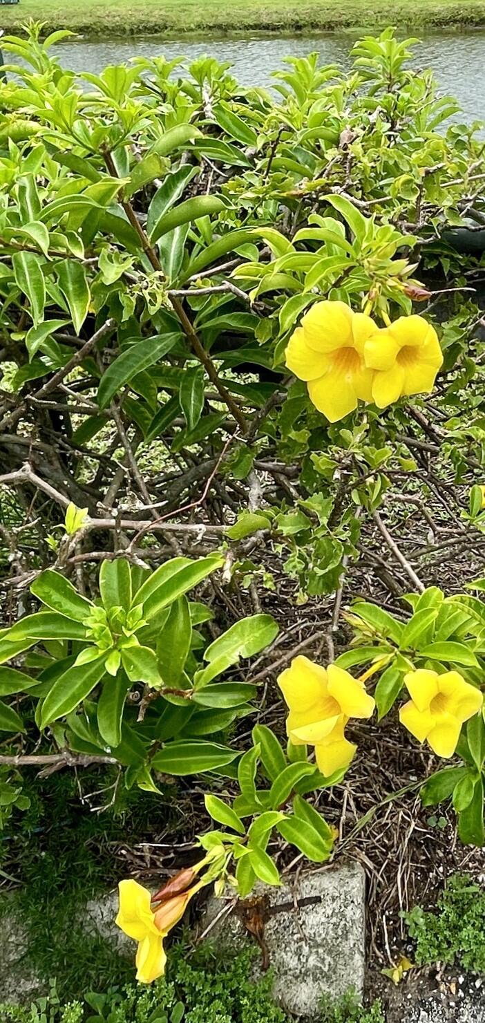 Flower Bush