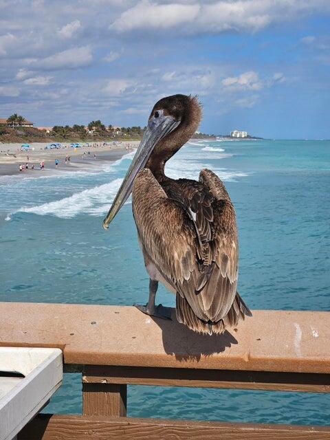 Juno Pier