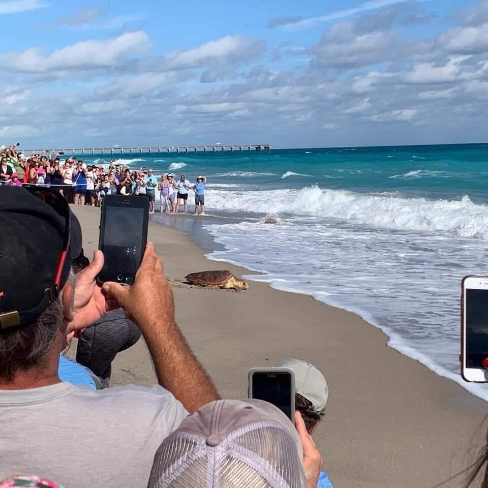 Turtle Release