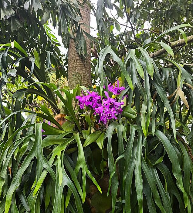 Plant_1