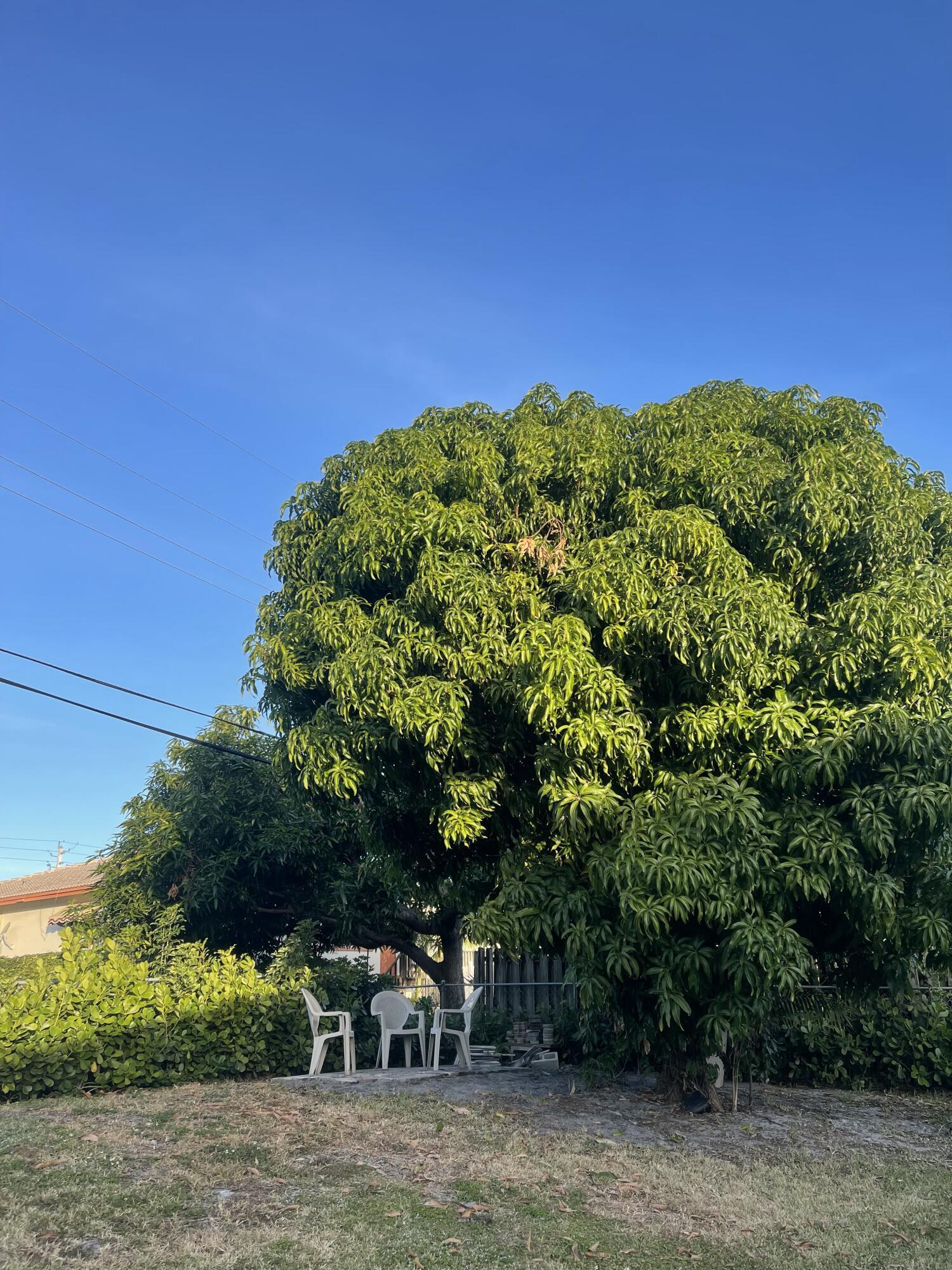 Mango tree back of the house