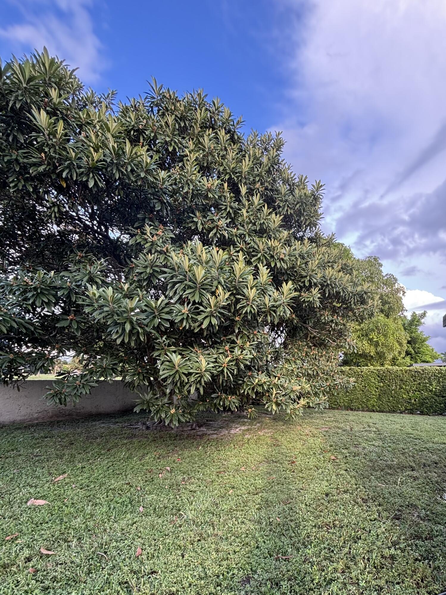 Big Patio with trees