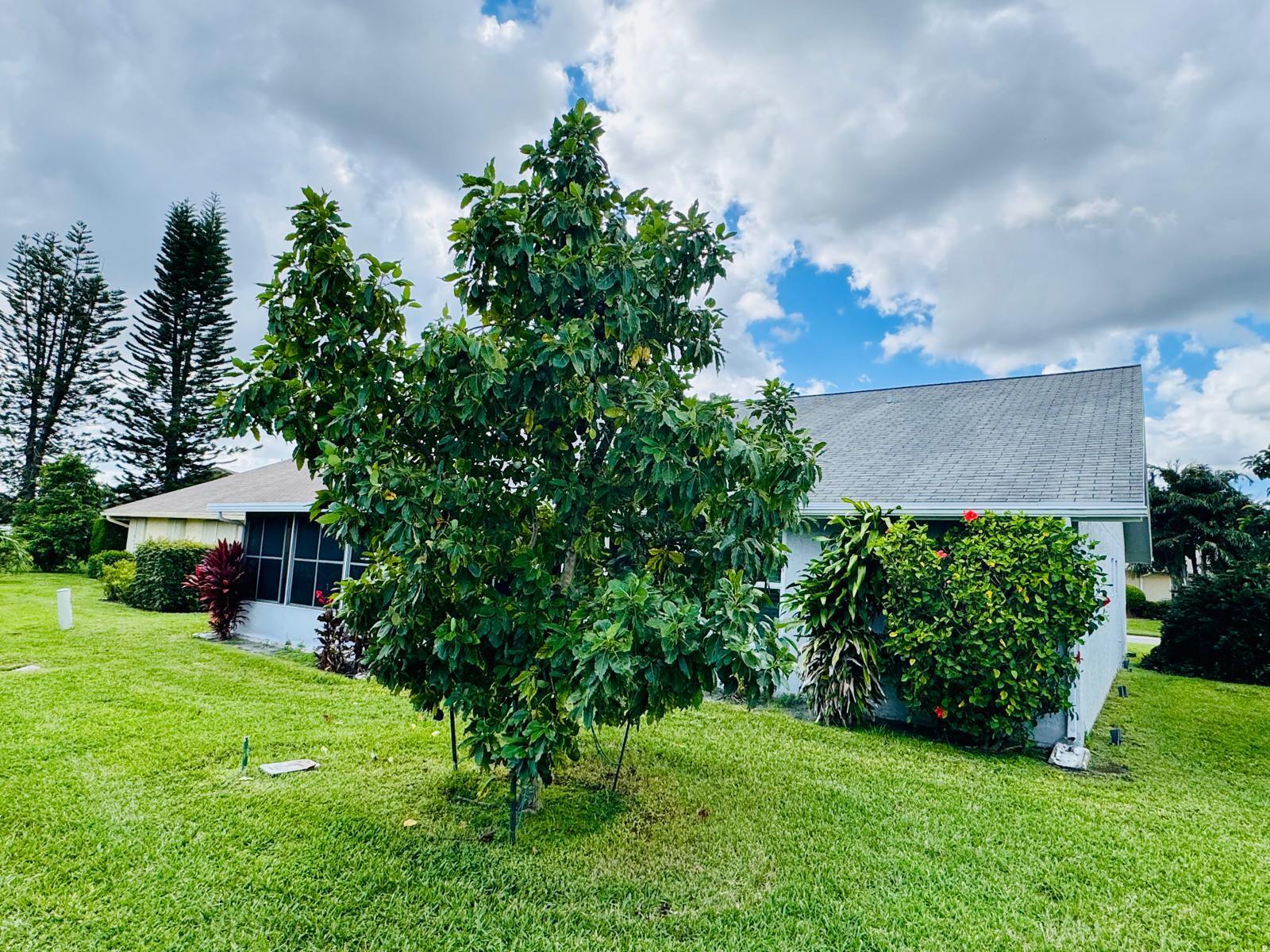 view on house from back with avocado tre