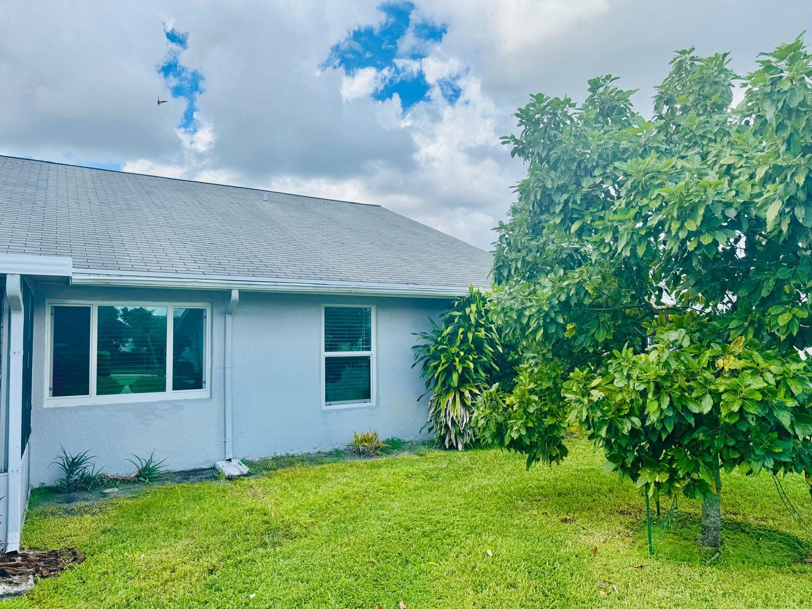 avocado tree by the home avocado tree by the home